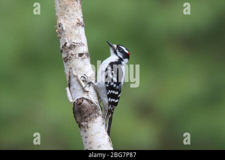 Mâle Downy Woodpecker Picoides pubescens perching sur une branche de bouleau Banque D'Images