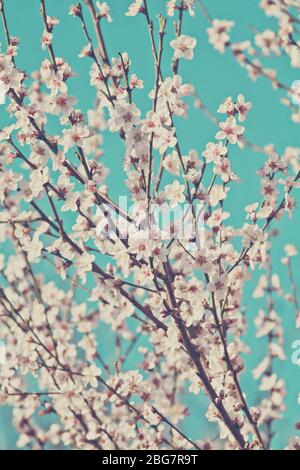 Belle blooming cherry tree branch Banque D'Images