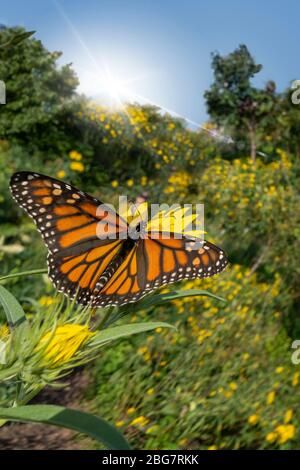 Magnifique papillon monarque sur un ciel ensoleillé lumineux avec un grand jardin de fleurs Banque D'Images
