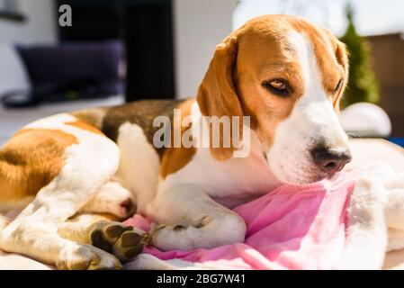 Chien chien Hound Beagle dormant à l'extérieur sur un canapé-jardin Banque D'Images