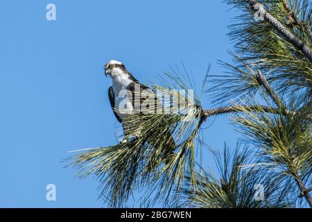 Une balbuzard est perchée dans un arbre lors d'une journée claire au lac Fernan, dans le nord de l'Idaho. Banque D'Images