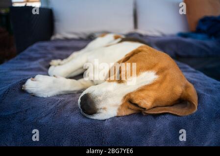 Chien chien Hound Beagle dormant à l'extérieur sur un canapé-jardin Banque D'Images