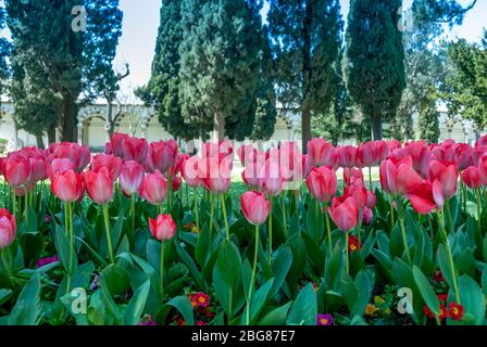 Istanbul, Turquie, 12 avril 2007 : Palais de Topkapi, jardin, tulipes Banque D'Images