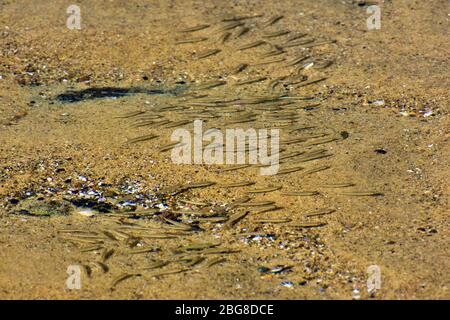 Pêcher dans rockpool Banque D'Images