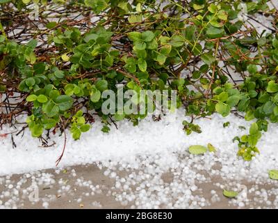 Tempête de grêle dans le désert d'Arizona Banque D'Images