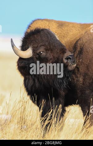 Portrait américain Bison bull près de la tête Banque D'Images
