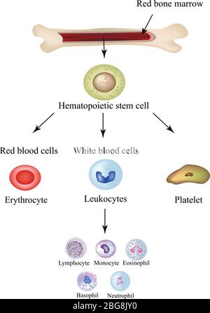 Cellules sanguines de limbo dans la moelle osseuse. Infographies. Illustration vectorielle Illustration de Vecteur