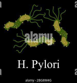 Helicobacter pylori. Helicobacter pylori de l'infection. Infographies. Illustration vectorielle Illustration de Vecteur