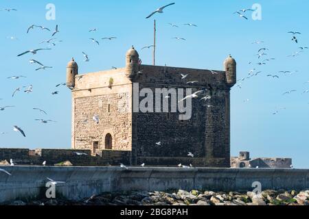 Les mouettes volantes devant le Sqala du Port d'Essaouira à Essaouira Maroc Banque D'Images