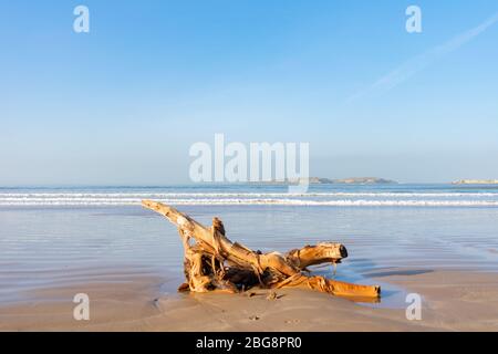 Bois lavé sur une plage à Essouria Maroc avec l'île de Mogador en arrière-plan Banque D'Images