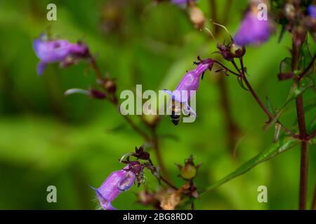 L'abeille au miel rampant dans la fleur délicate et violette d'une plante de Coneflower pourpre pour recueillir le pollen lorsqu'elle pollinise des fleurs dans un jardin botanique. Banque D'Images