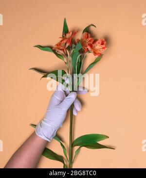 Une main gantée de caoutchouc tient Alstroemeria Banque D'Images