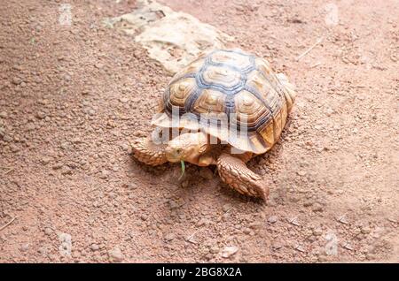 Tortue de sable géantes de manger de l'herbe verte sur zoo retile Banque D'Images