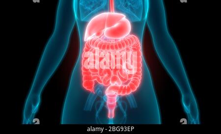 Anatomie du système digestif humain Banque D'Images