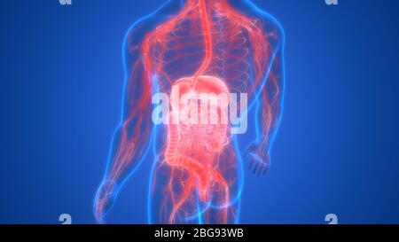 Anatomie du système digestif humain Banque D'Images