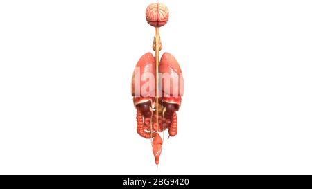 Anatomie des organes internes complets humains Banque D'Images