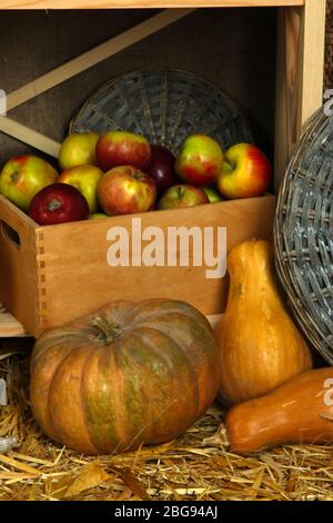 Citrouilles sur la paille et pommes dans le panier sur la clayette, à proximité Banque D'Images