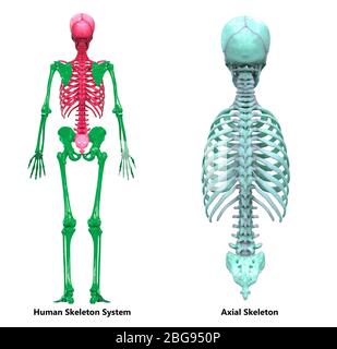 Système de squelette humain Anatomie squelette axial Banque D'Images