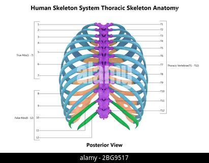 Squelette thoracique du système de squelette humain avec anatomie détaillée des étiquettes Banque D'Images