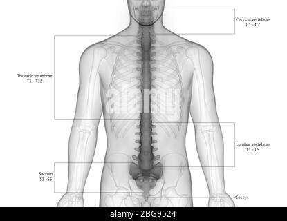 Colonne vertébrale du système de squelette humain avec anatomie détaillée des étiquettes Banque D'Images