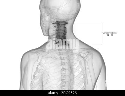 Colonne vertébrale vertèbre cervicale du système de squelette humain avec des étiquettes détaillées Anatomie Banque D'Images