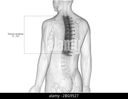 Colonne vertébrale vertèbre thoracique du système de squelette humain avec libellés détaillés Anatomie Banque D'Images