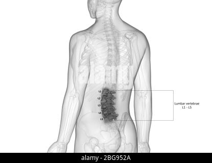 Colonne vertébrale vertèbre de bois d'œuvre du système de squelette humain avec des étiquettes détaillées Anatomie Banque D'Images