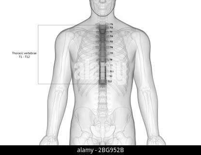 Colonne vertébrale vertèbre thoracique du système de squelette humain avec libellés détaillés Anatomie Banque D'Images