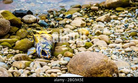 Saumon mort après avoir frai dans la rivière Stave pendant la course annuelle de saumon du lac Hayward près de Mission, Colombie-Britannique, Canada Banque D'Images