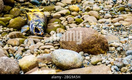 Saumon mort après avoir frai dans la rivière Stave pendant la course annuelle de saumon du lac Hayward près de Mission, Colombie-Britannique, Canada Banque D'Images