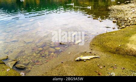 Saumon mort après avoir frai dans la rivière Stave pendant la course annuelle de saumon du lac Hayward près de Mission, Colombie-Britannique, Canada Banque D'Images