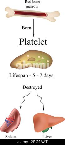 Plaquettes de limbo dans la moelle osseuse. Dépérissement des plaquettes dans la rate, le foie. La durée de vie des plaquettes. Infographies. Illustration de Vecteur