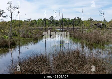 Les zones humides entourent la rivière Pascagoula sur son chemin vers le golfe du Mexique, Moss point, Mississippi, États-Unis Banque D'Images