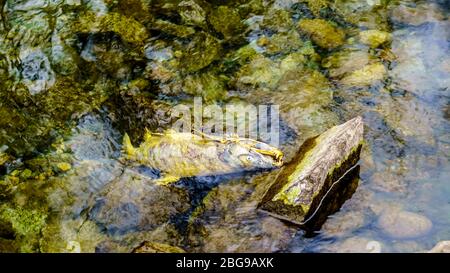 Saumon mort après avoir frai dans la rivière Stave pendant la course annuelle de saumon du lac Hayward près de Mission, Colombie-Britannique, Canada Banque D'Images