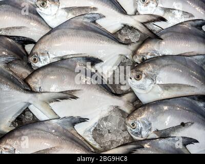 Frais crus de butterfish ou pomfret blanc sur glace pour la vente sur le marché frais. Fond de butterfish frais. Banque D'Images