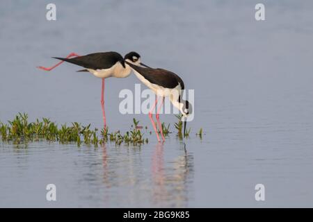 Le couple de stilts à col noir (Himantopus mexicanus) Banque D'Images