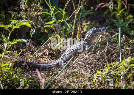 L'alligator américain juvénile (Alligator missippiensis) est situé sur la rive, au printemps d'eau douce Wakulla Springs, dans le parc national de Wakulla Springs Banque D'Images