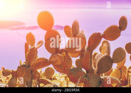 Côte des Rocheuses au coucher du soleil. Cactus Opuntia chlorotica sur fond marin Banque D'Images