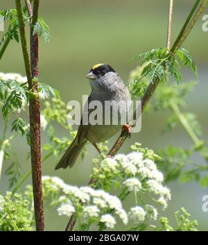 Un paruline à couronne dorée (Zonotrichia atricapilla) perché sur une plante de pruche près de Slough de Struve à Watsonville, Californie. Banque D'Images