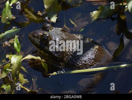 Une grenouille américaine mâle (Lithobates catesbeianus), dans les eaux peu profondes au bord de Watsonville Slough en Californie. Banque D'Images