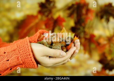 Mains de l'homme avec des acorns, sur fond lumineux Banque D'Images