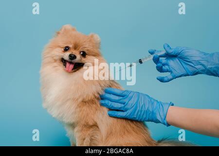 vue rognée du vétérinaire dans des gants en latex, ce qui rend la vaccination pour le chien pomeranien spitz isolé sur le bleu Banque D'Images