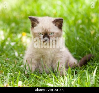 Petit chaton de point de phoque allongé dans une herbe dans le jardin d'été Banque D'Images