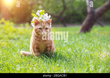 Portrait d'un petit chaton avec des fleurs de cerise sur la tête. Le chat est assis dans un jardin de printemps Banque D'Images