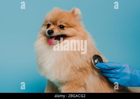 vue rognée du vétérinaire dans un gant en latex examinant le chien avec stéthoscope isolé sur bleu Banque D'Images