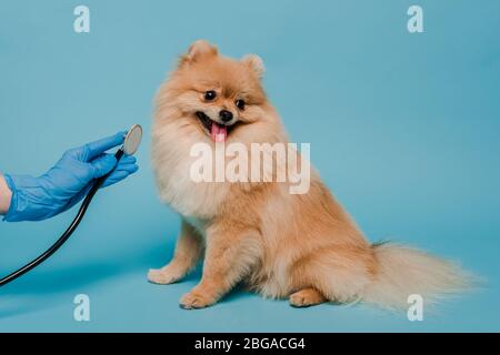 vue réduite du vétérinaire dans un gant en latex examinant le joli chien spitz avec stéthoscope sur bleu Banque D'Images