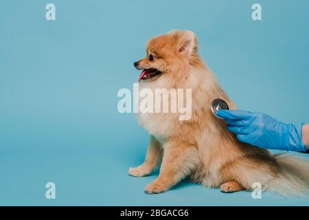 vue rognée du vétérinaire dans un gant de latex examinant le chien pomeranien spitz avec stéthoscope sur bleu Banque D'Images