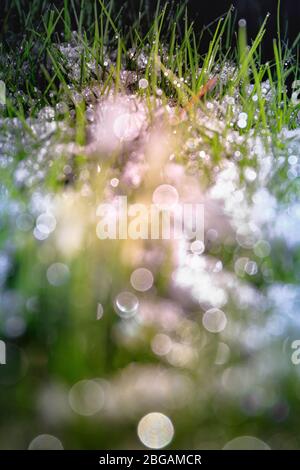 Bulletins d’enneigement sur herbe Banque D'Images