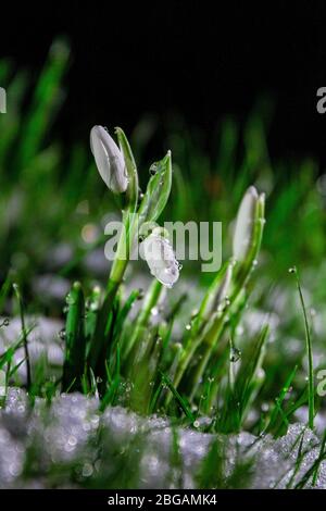 La neige tombe tôt le matin dans la neige Banque D'Images