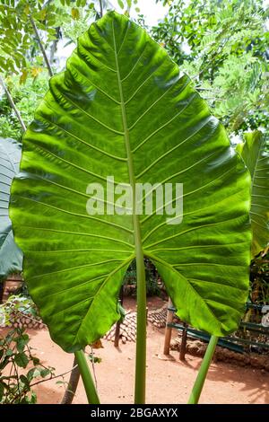 Xanthosoma, oreille de l'éléphant. Feuille géante verte. Xanthosoma est un genre de plantes à fleurs de la famille des aromes, les Araceae. Banque D'Images